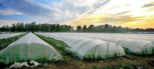 沒出倉庫就發(fā)黃，塑料吹膜如何選擇熒光增白劑？